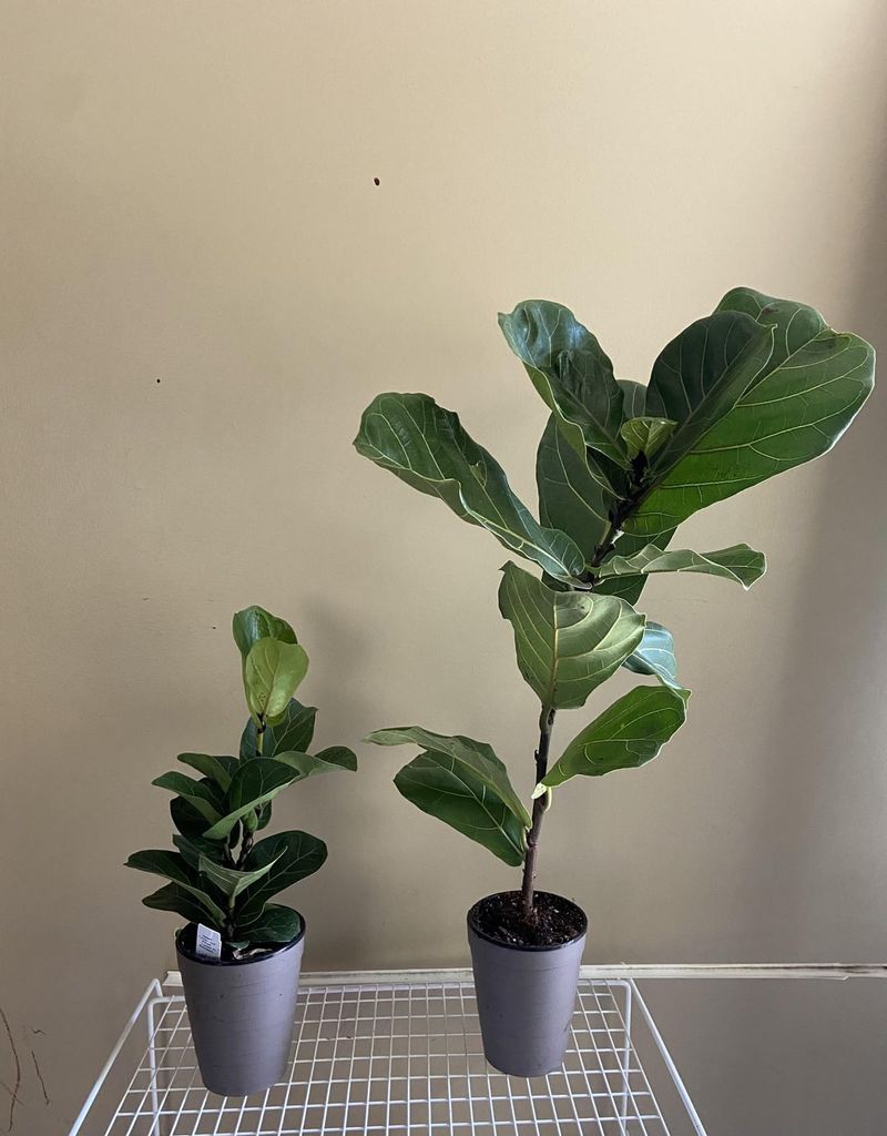 Fiddle Leaf Fig 'Bambino'