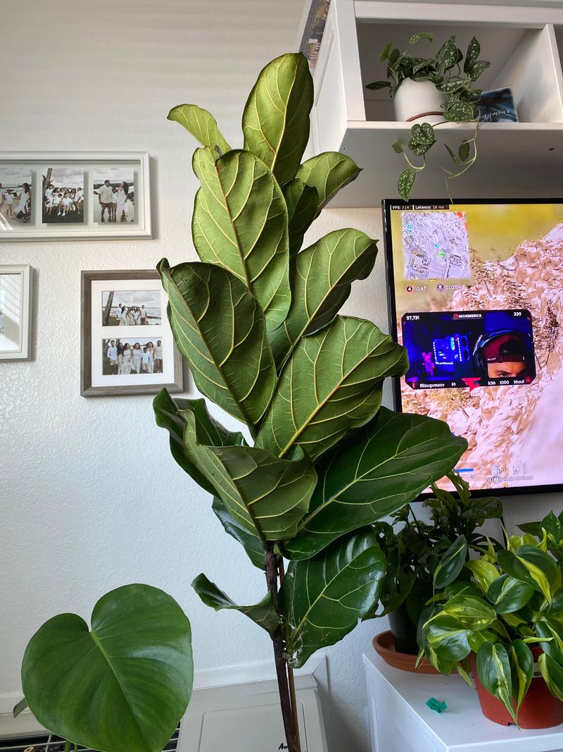 Fiddle Leaf Fig