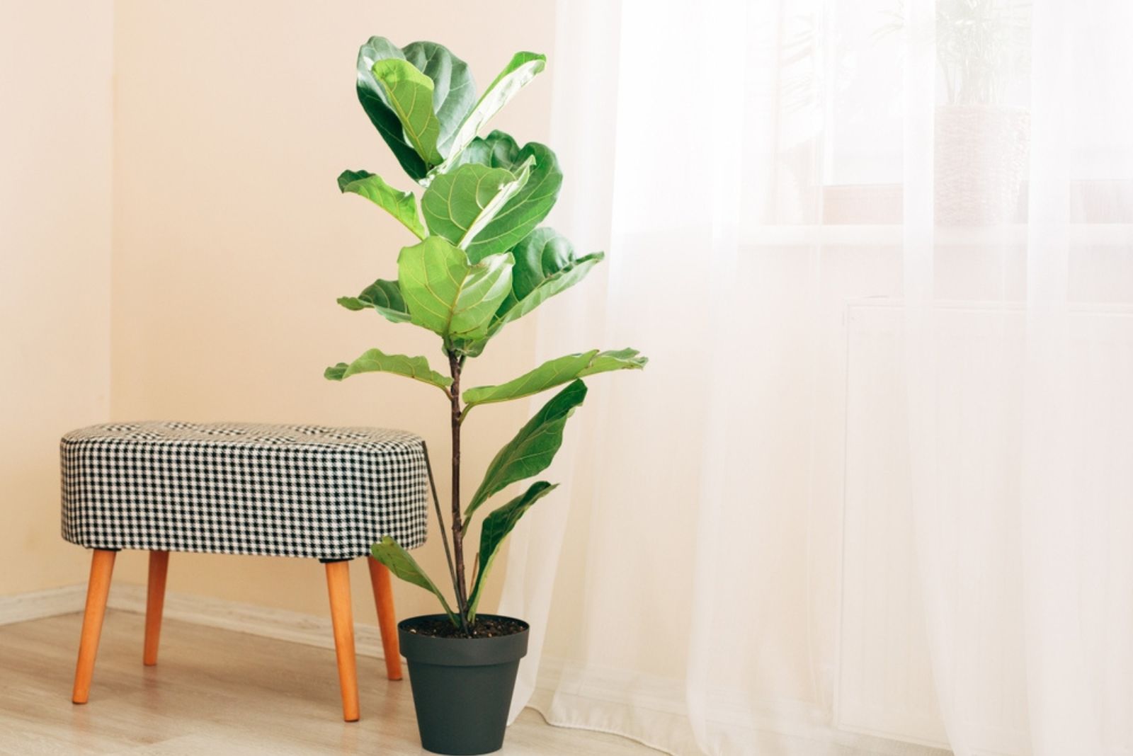 Fiddle Leaf Fig (Ficus lyrata) in a pot