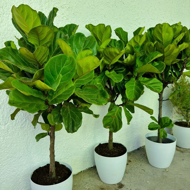 Fiddle Leaf Fig