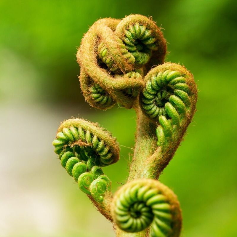 Fiddlehead Ferns