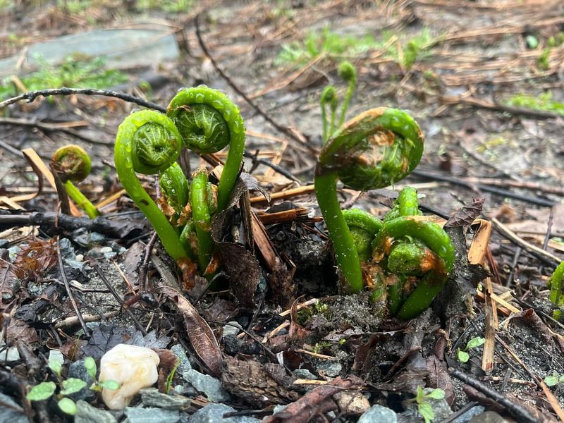 Fiddleheads