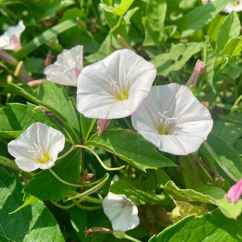 Field Bindweed