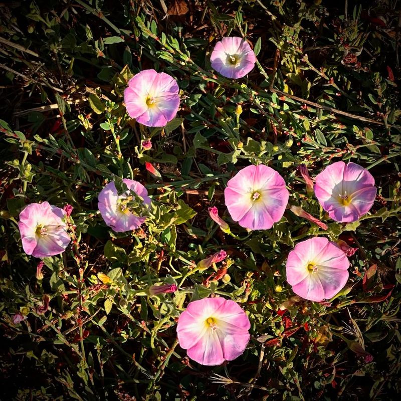 Field Bindweed