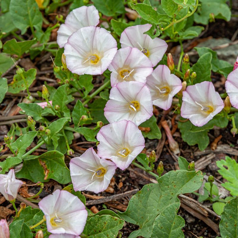 Field Bindweed