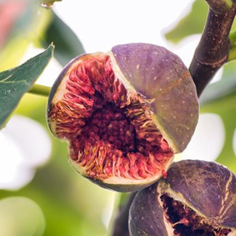 Fig Seeds