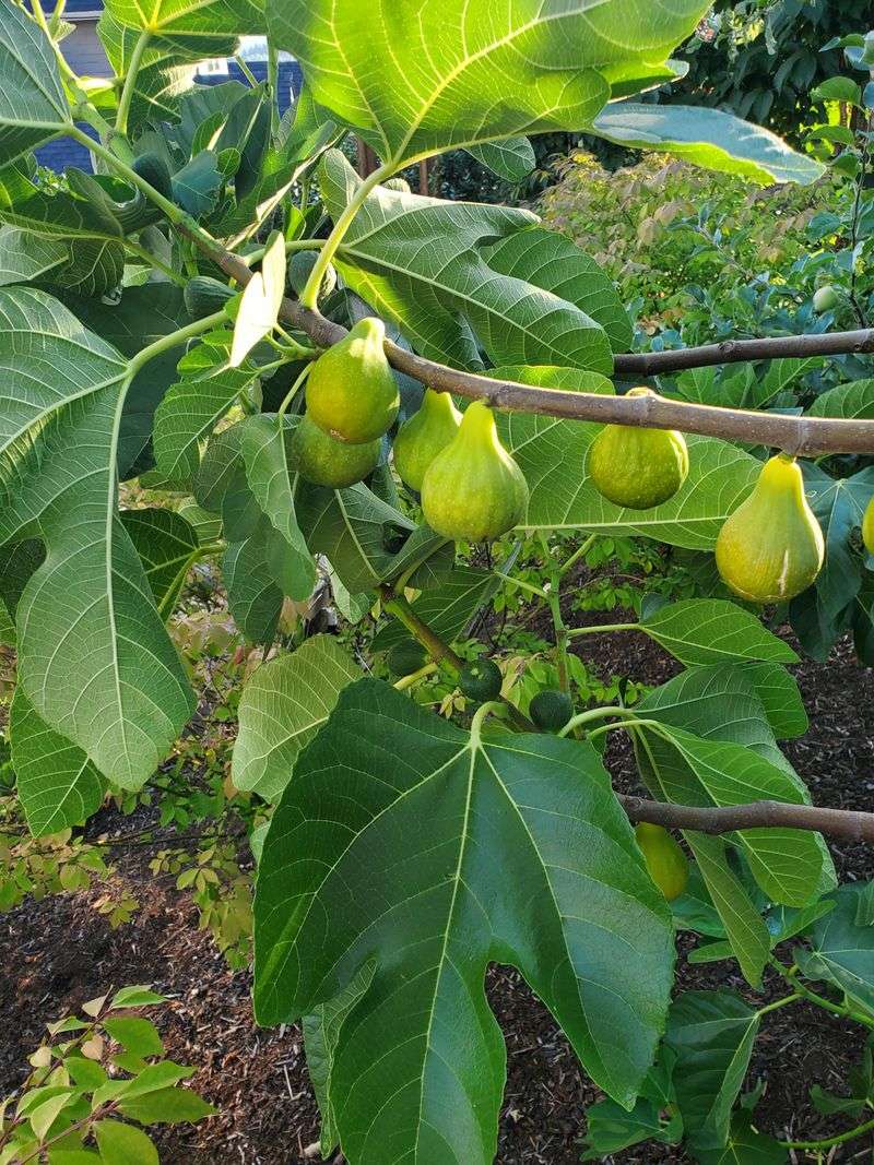 Fig Tree