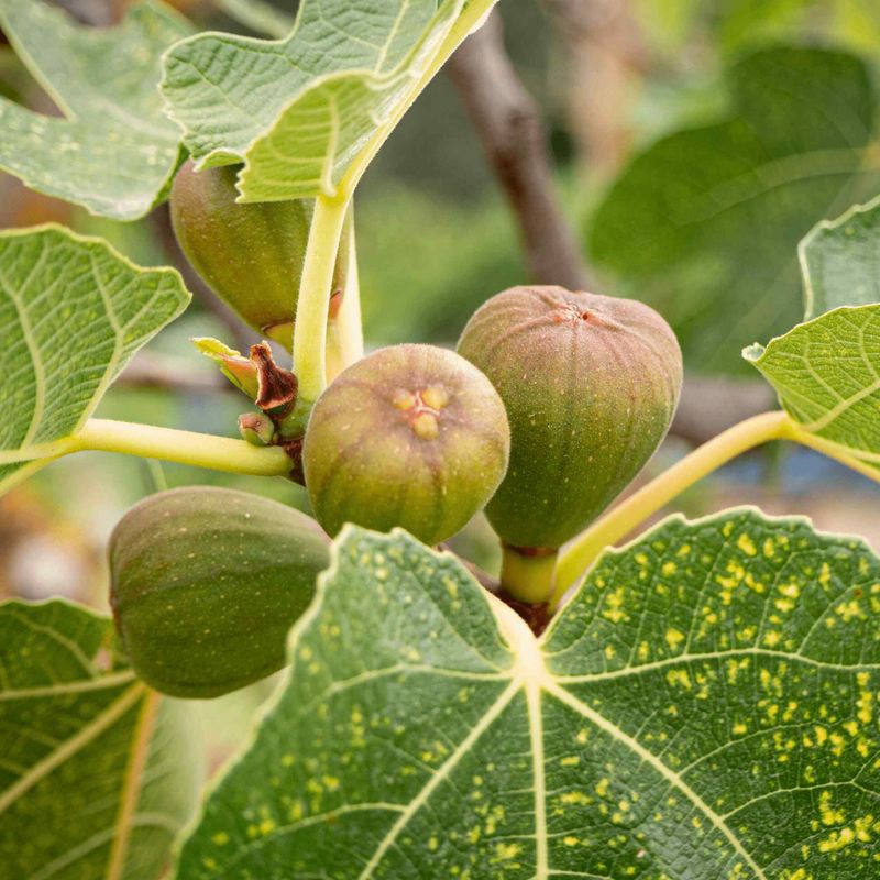 Fig Tree