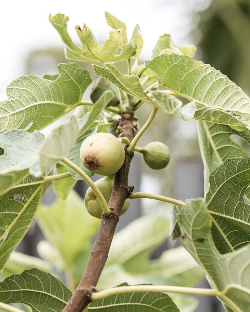 Fig Tree