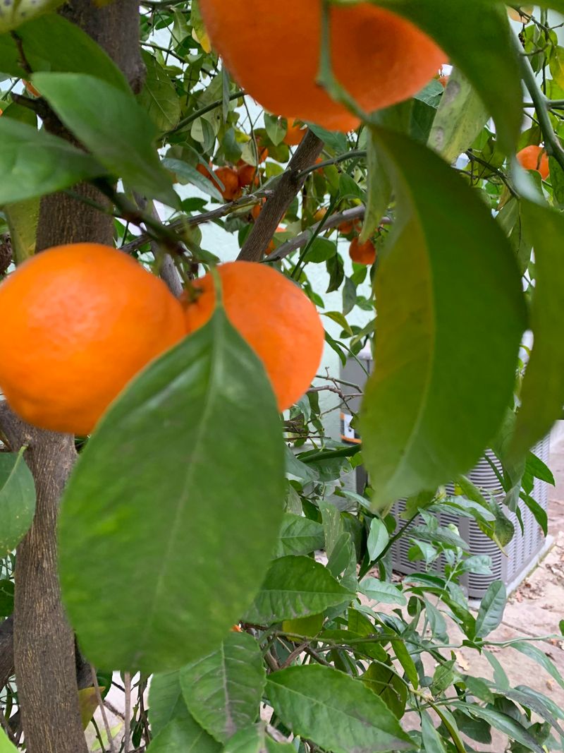 Orange Tree