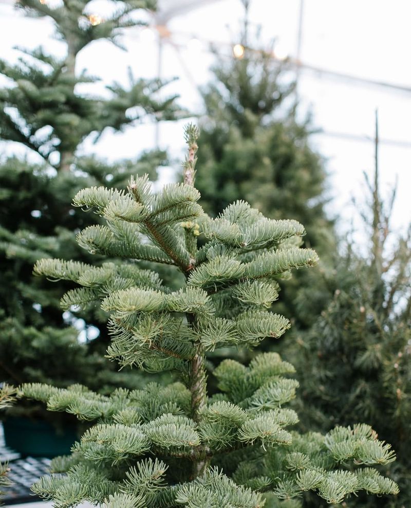 Fir Tree