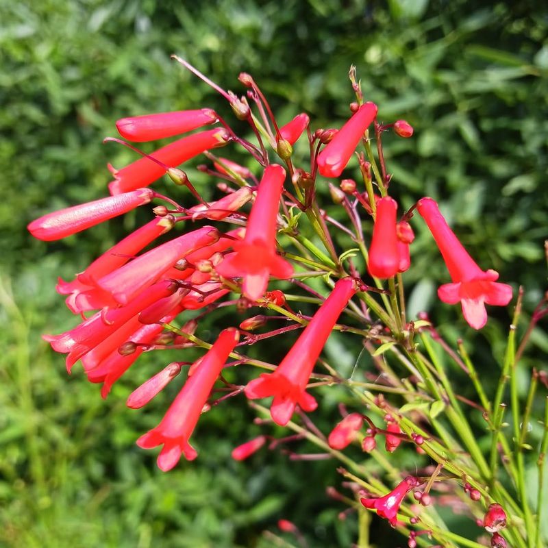 Firecracker Plant