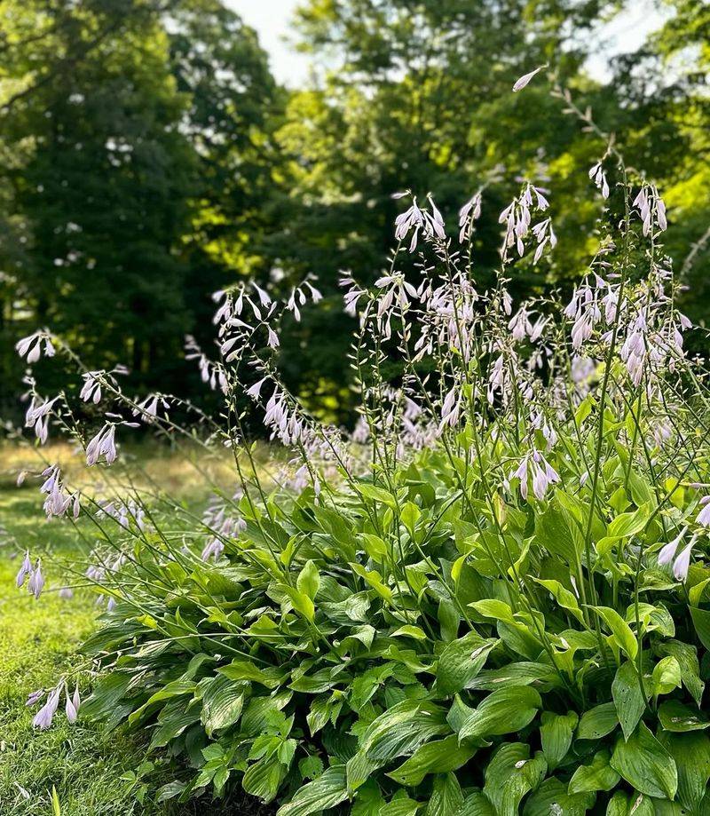 Hosta