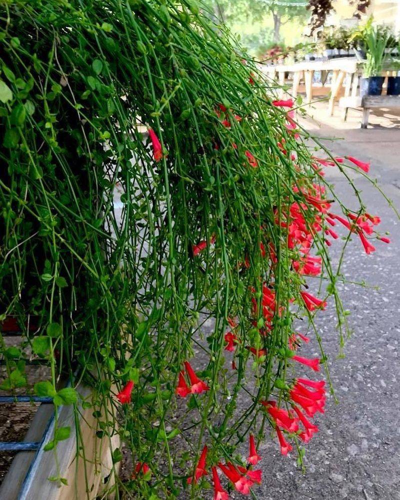 Firecracker Plant