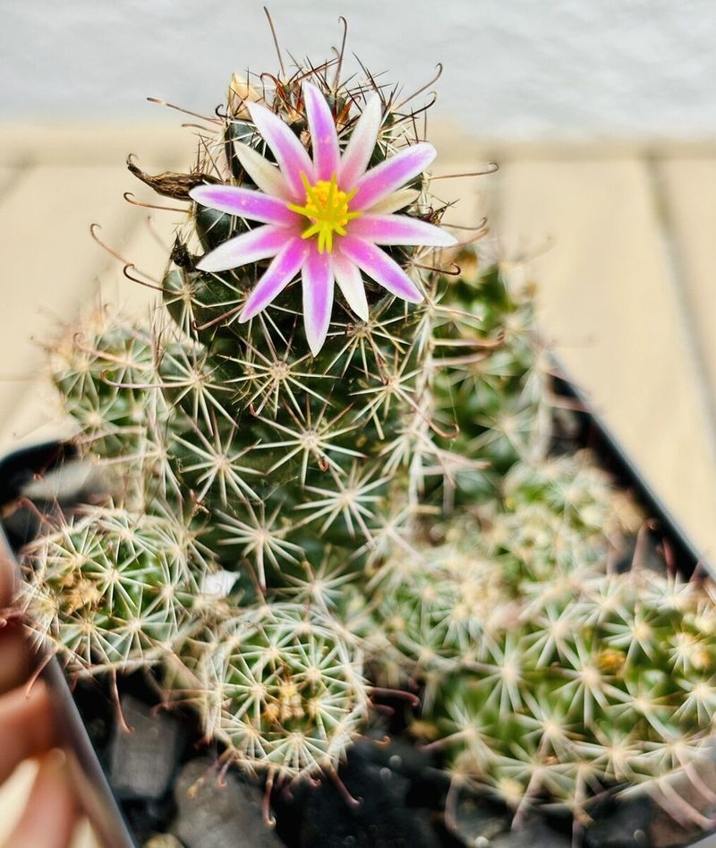 Fishhook Cactus