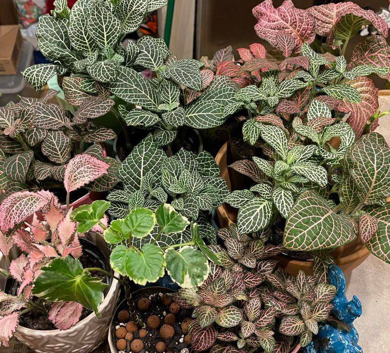 Fittonia 'Mini'