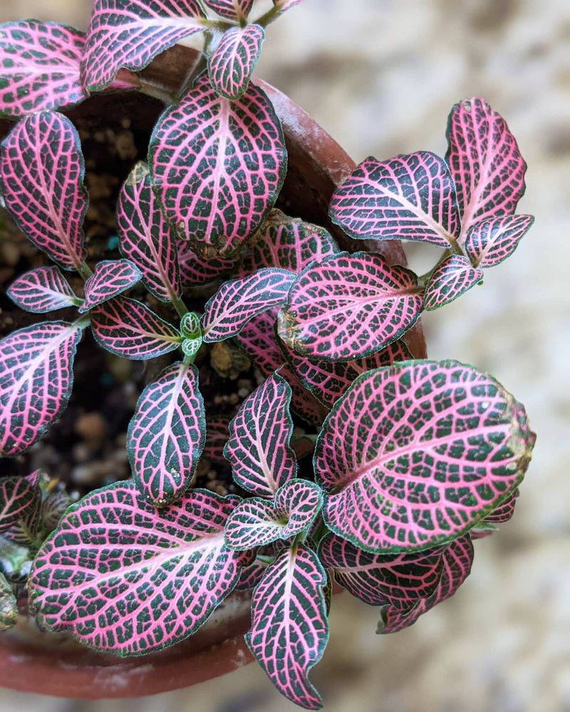 Fittonia Albivenis