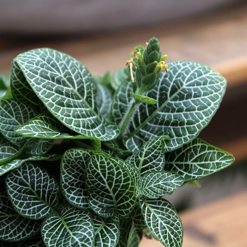 Fittonia