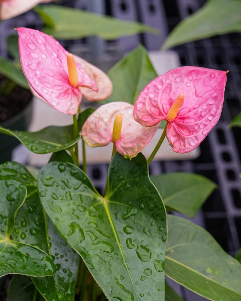 Flamingo Flower