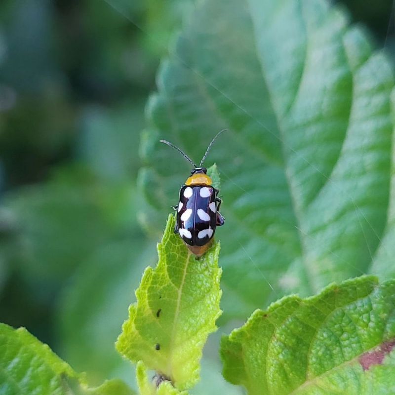 Flea Beetles