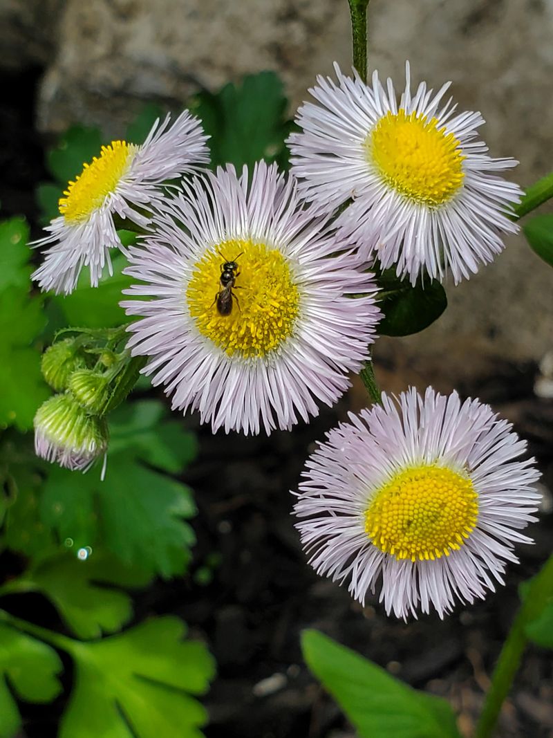 Fleabane