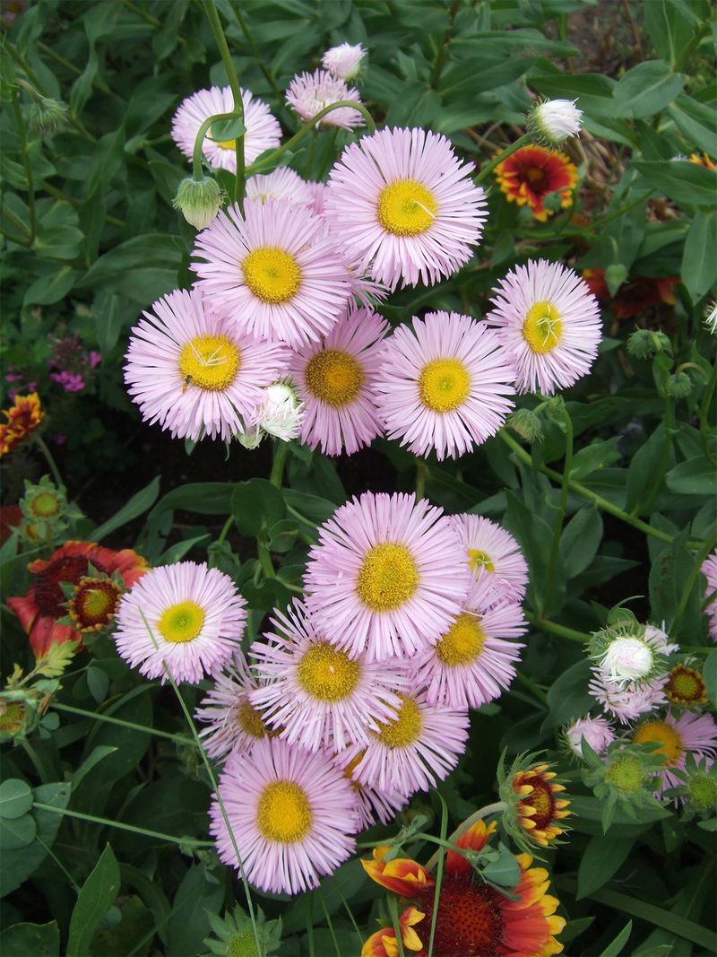 Fleabane