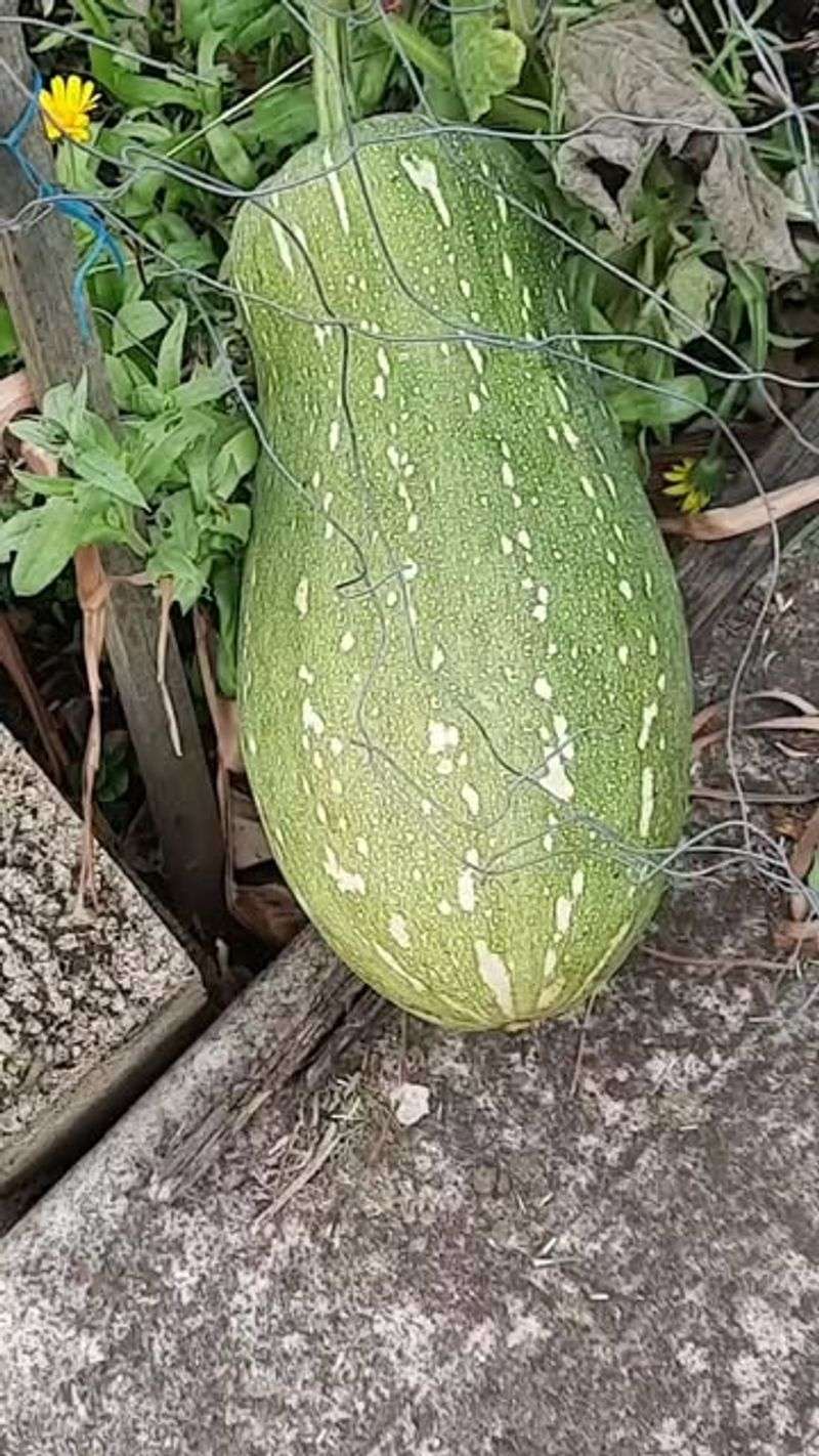 Florida's Supreme Squash