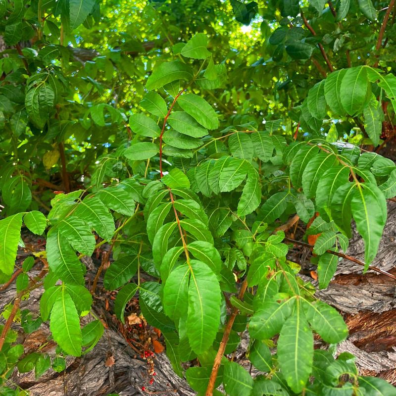 Florida: Brazilian Pepper Tree