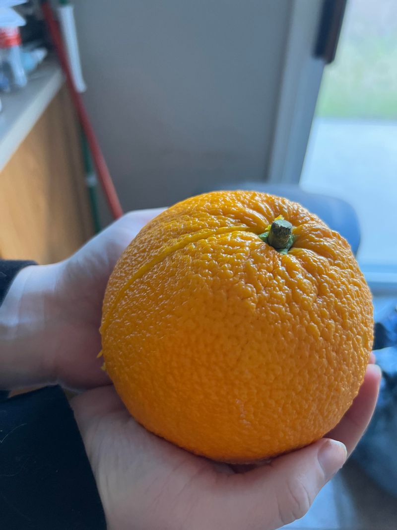 Florida - Huge Orange