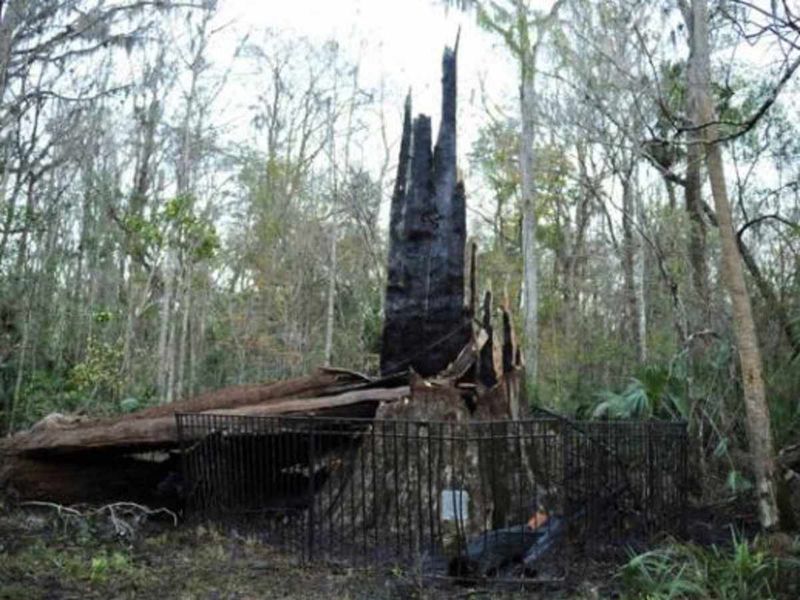 Florida's Ancient Sentinel