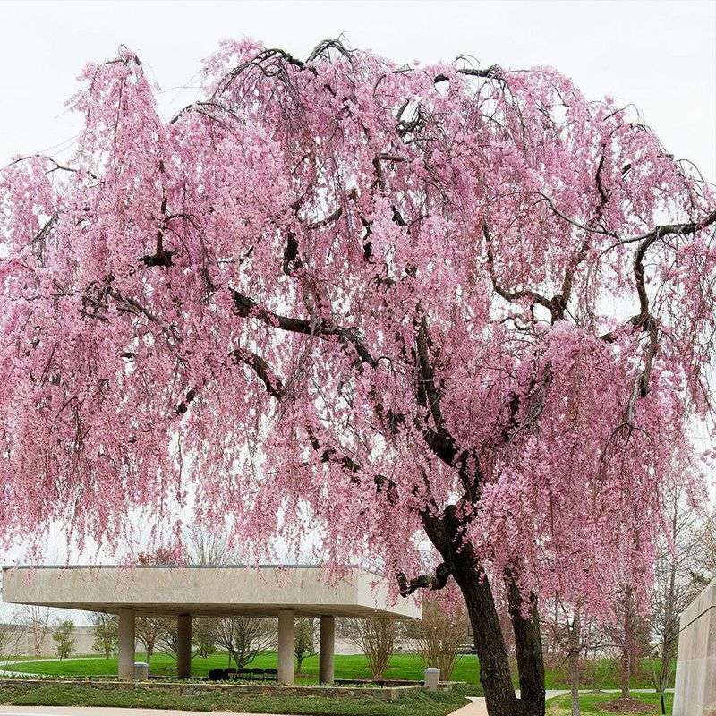 Flowering Cherry