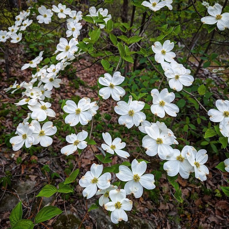 Flowering Dogwood