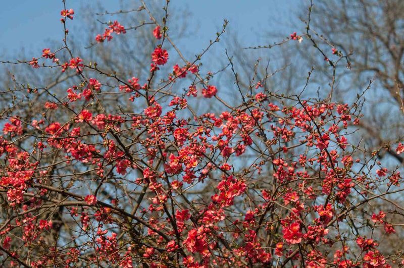 Flowering Quince