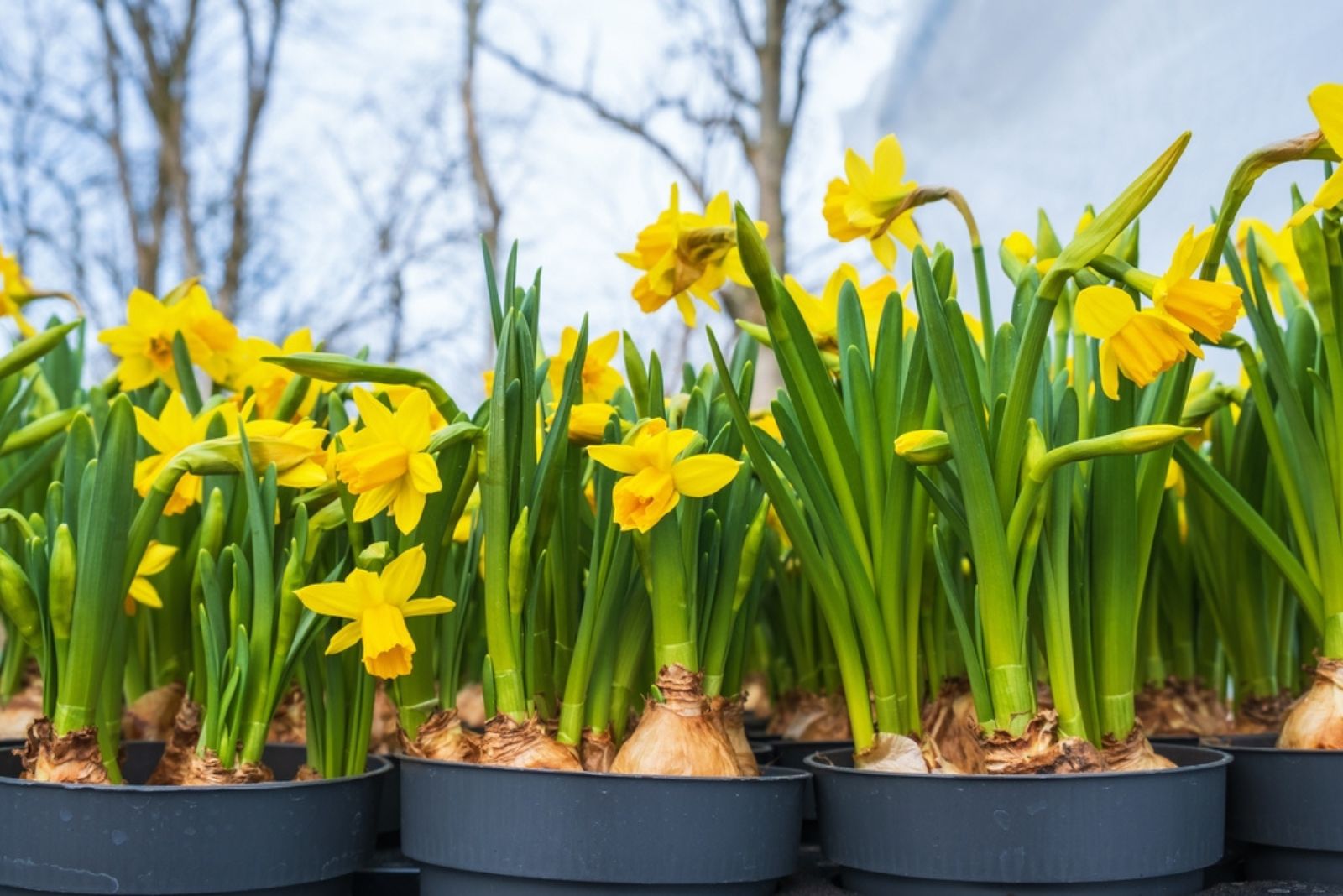 Flowering daffodil flowers