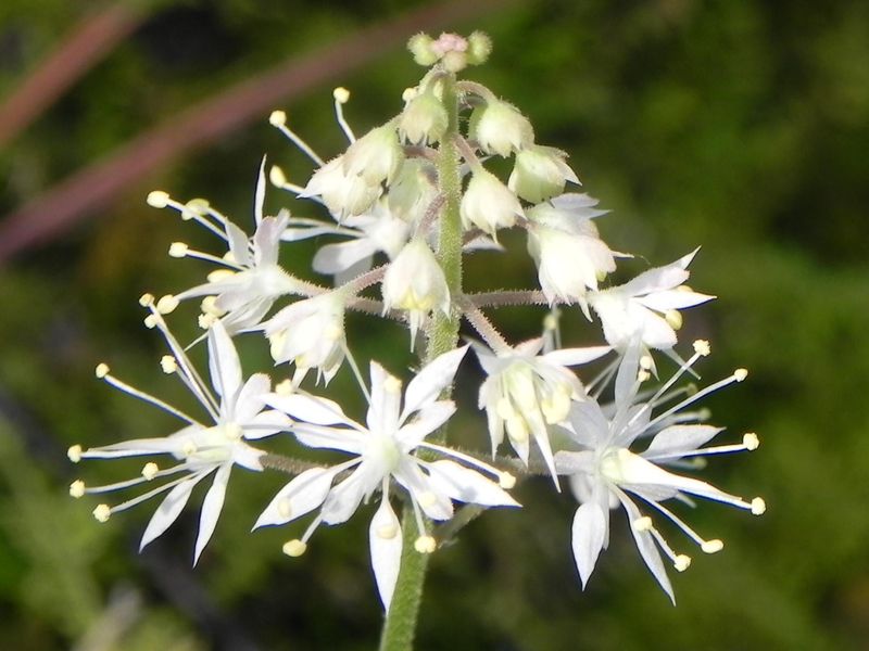 Foamflower