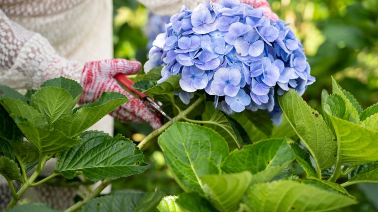 gardener prunes a blue hydrangea plant
