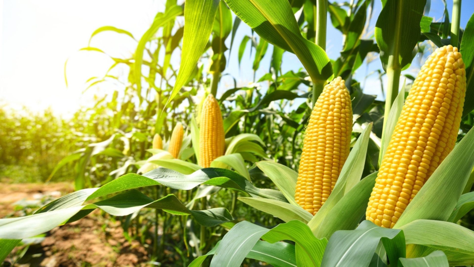 For the Best Corn Harvest, Avoid Planting These 30 Vegetables Nearby