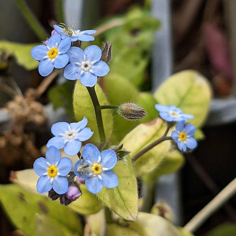 Forget-Me-Not