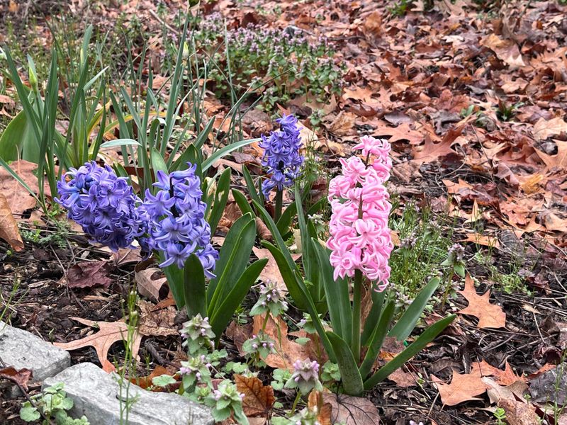 Crowding the Bulbs