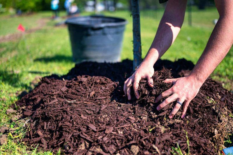 Forgetting to Water Before Mulching