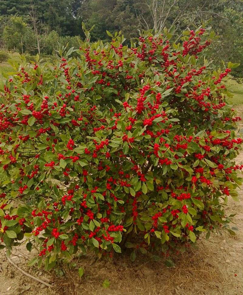 Winterberry (Ilex verticillata)