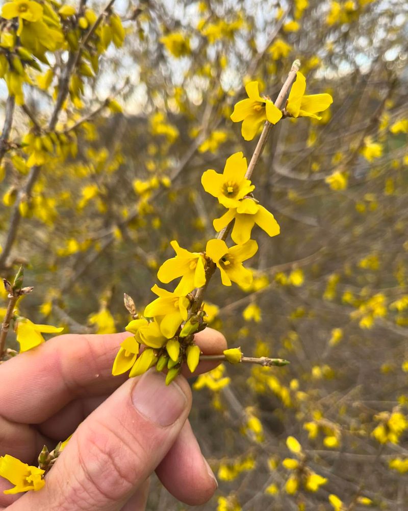 Forsythia