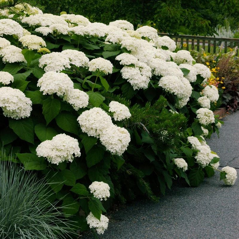 Hydrangea (large varieties)