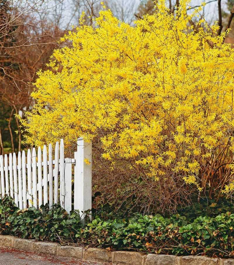 Forsythia