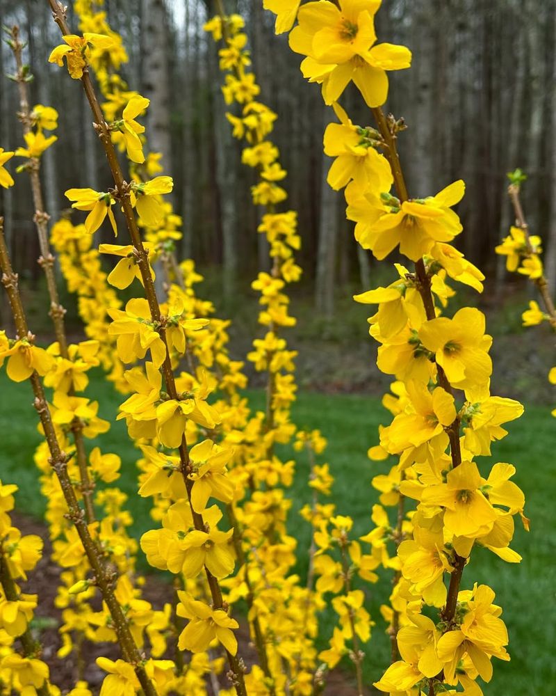 Forsythia