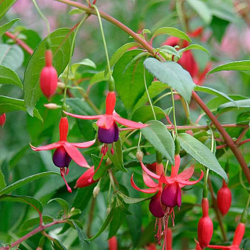 Fuchsia (Fuchsia spp.)