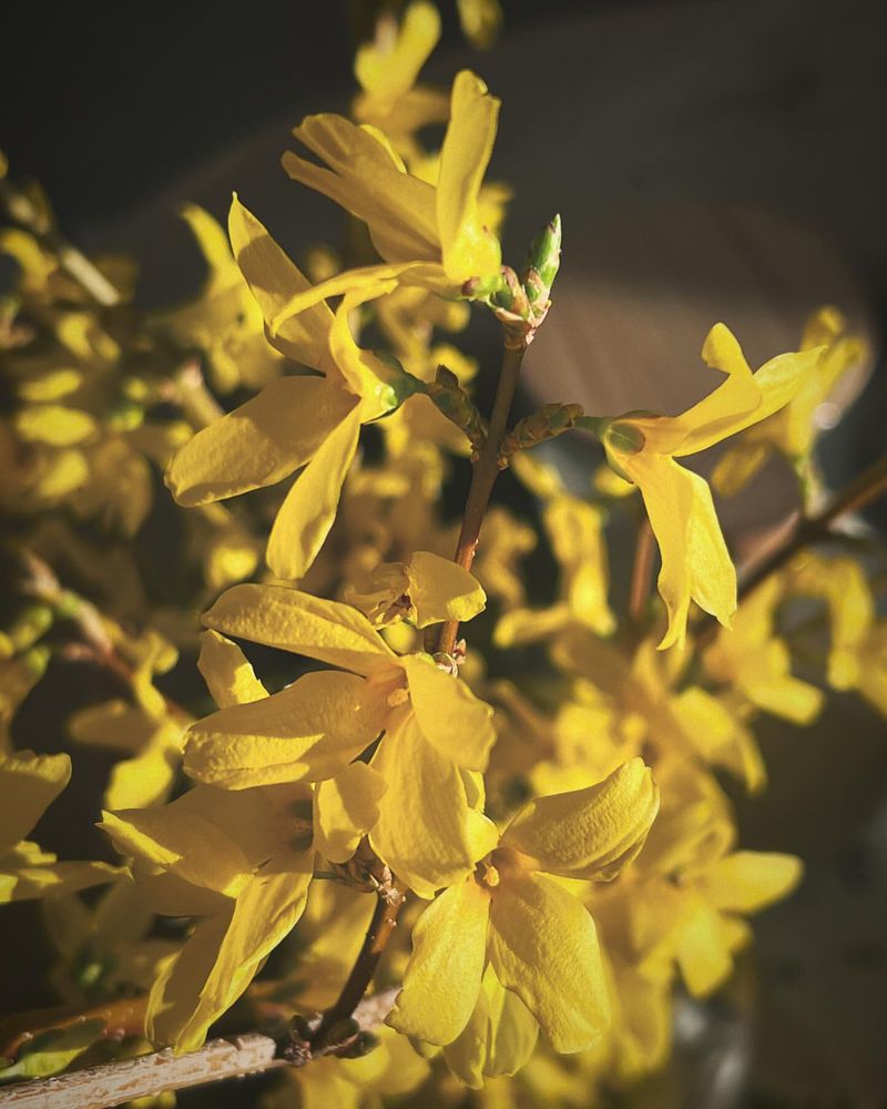 Forsythia