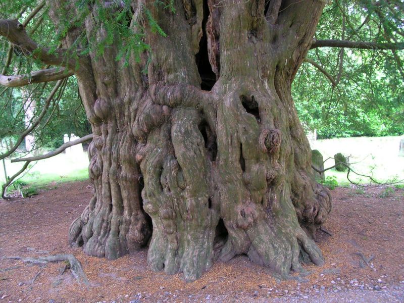 Fortingall Yew