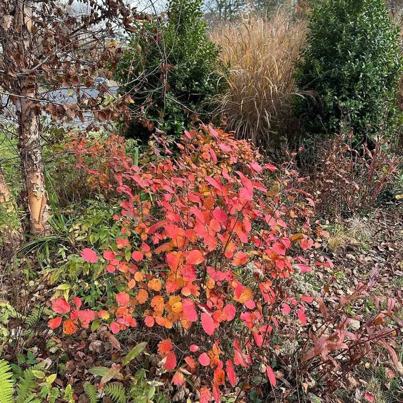 Fothergilla gardenii