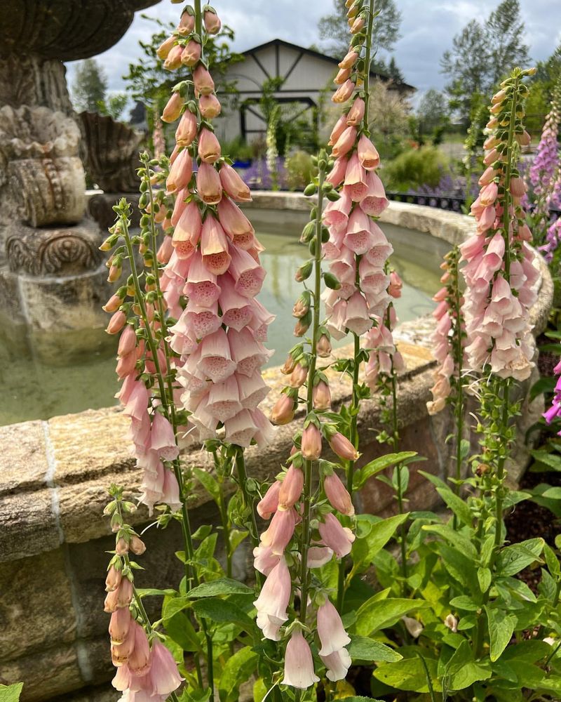 Foxglove